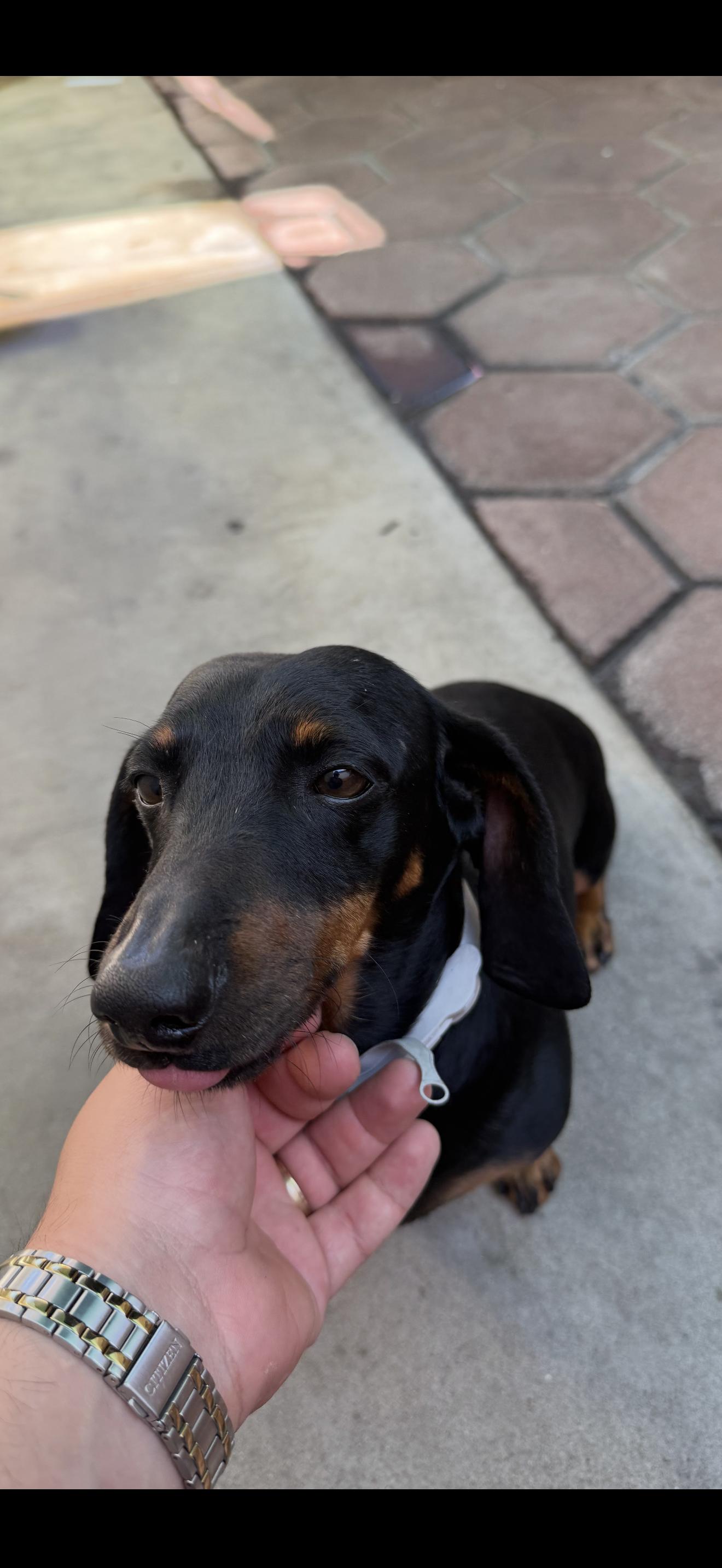 Max - The Beautiful Dachshund
