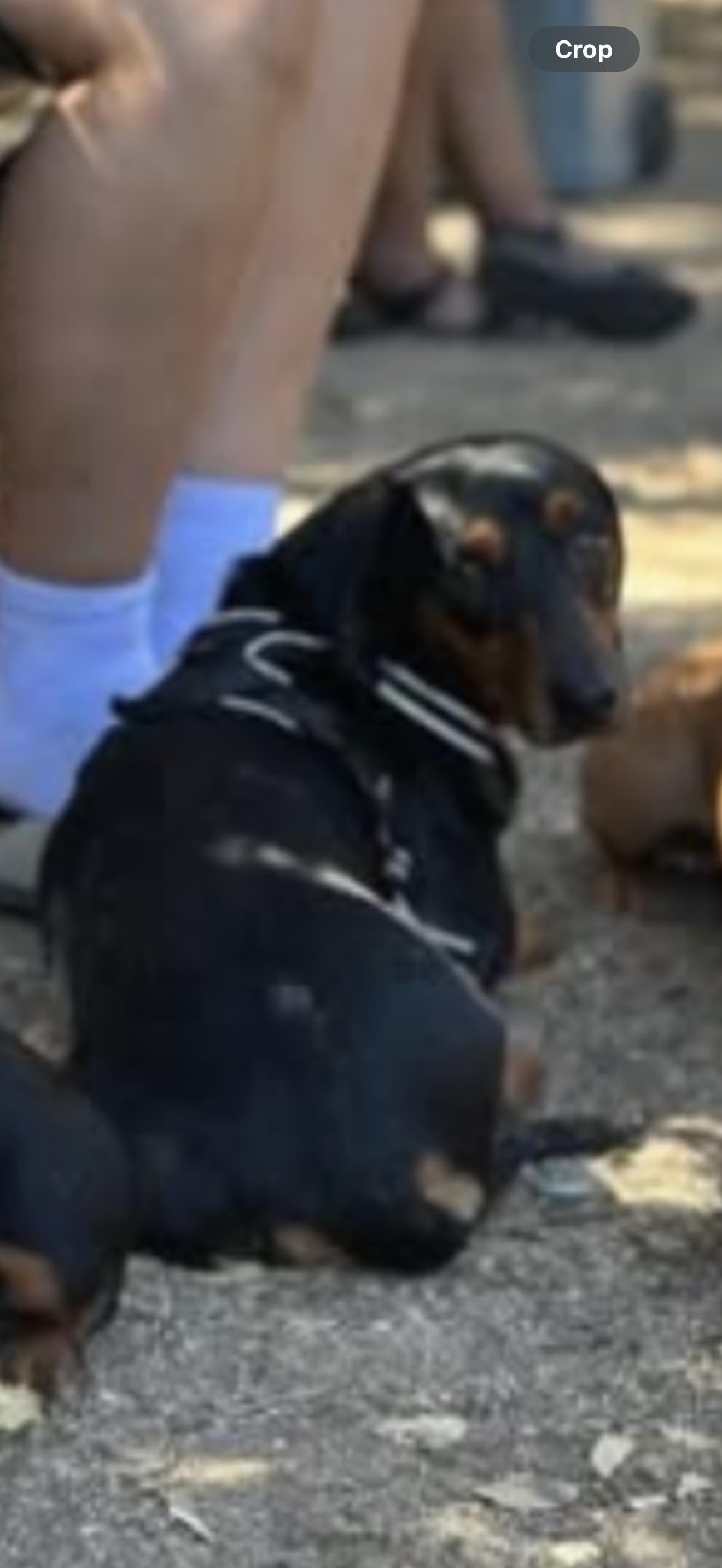 Max - The Beautiful Dachshund