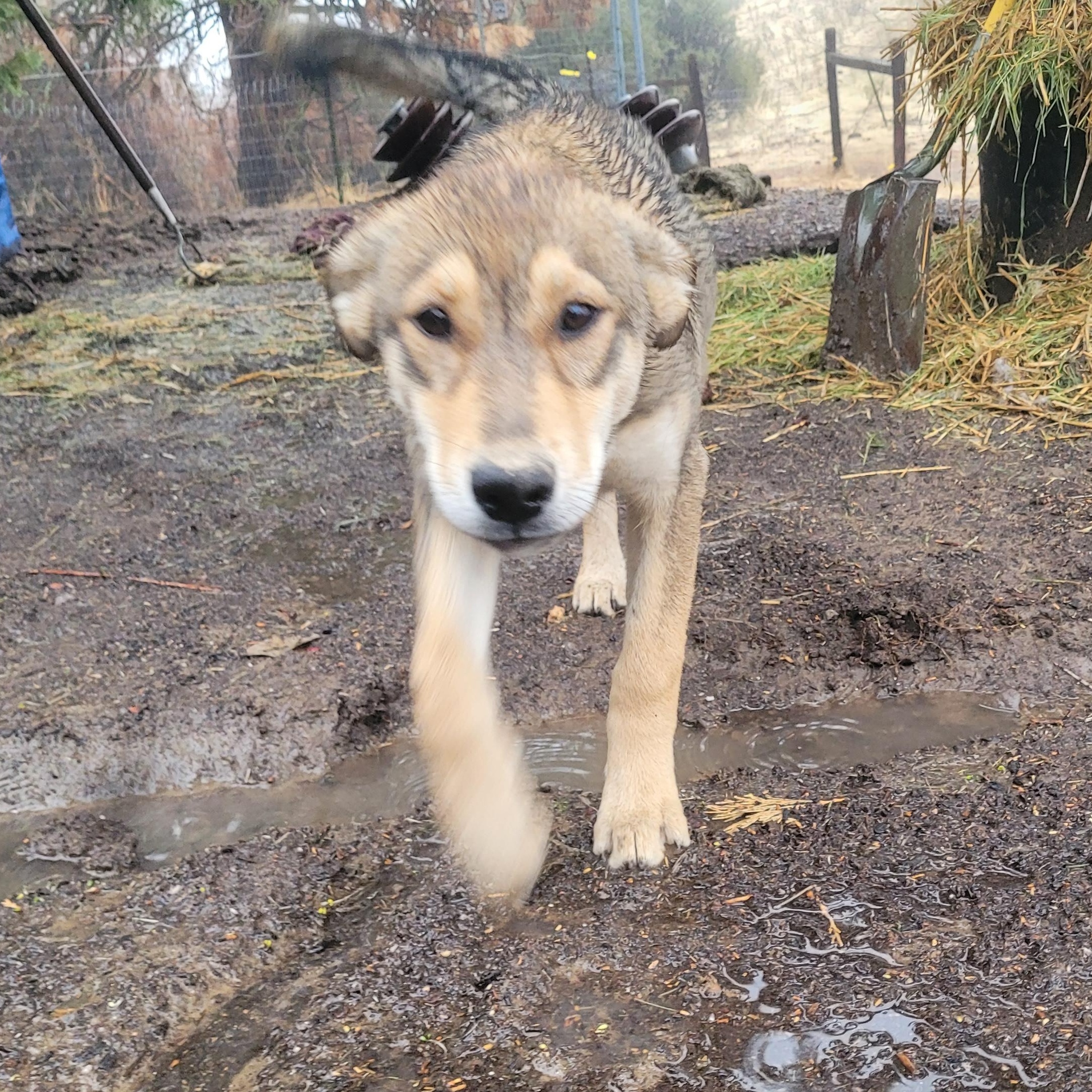 Enlarge Wiley, a Adoptable mixed breed in California Hot Springs, CA image 2/4