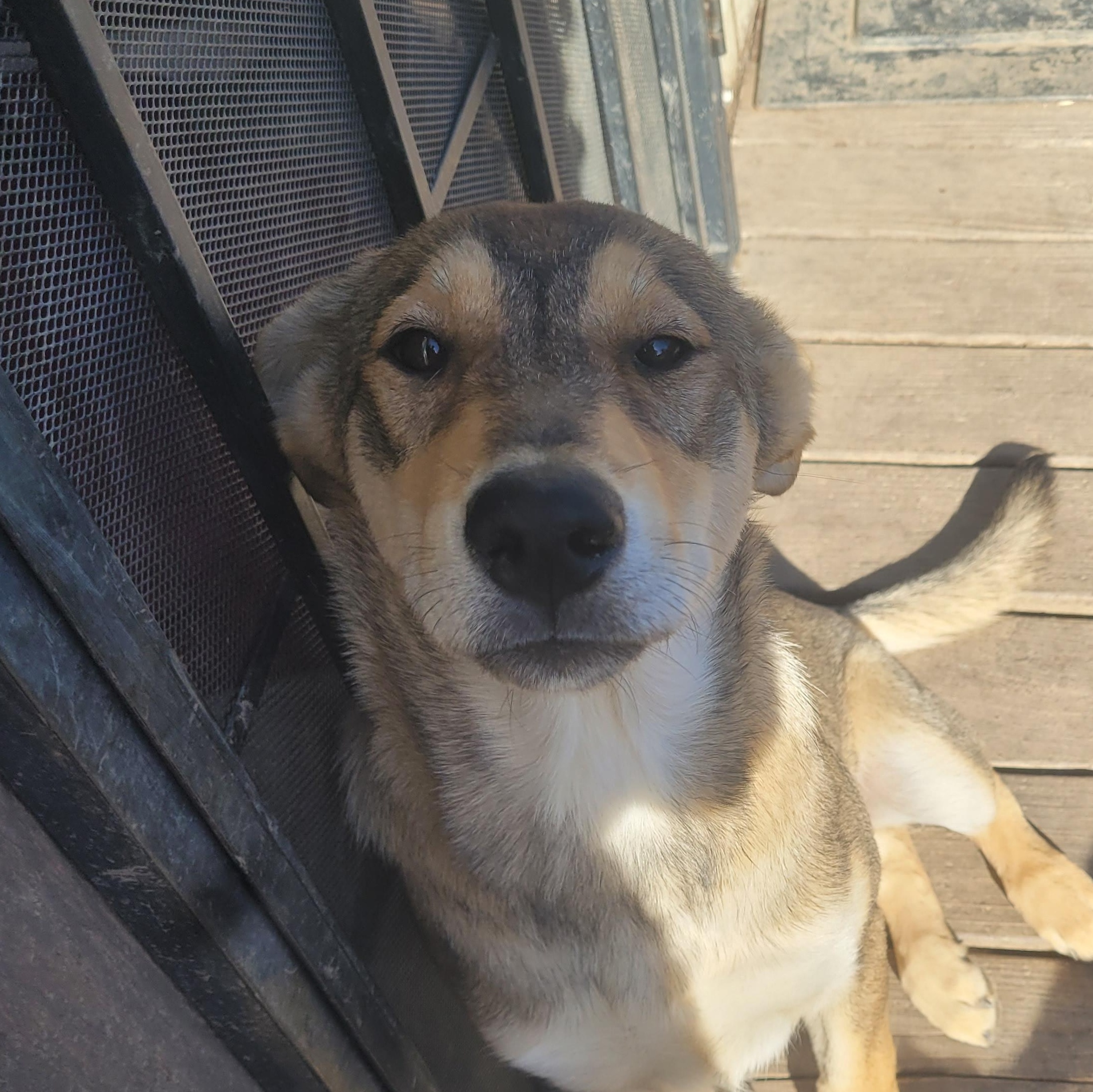 Enlarge Wiley, a Adoptable mixed breed in California Hot Springs, CA image 3/4