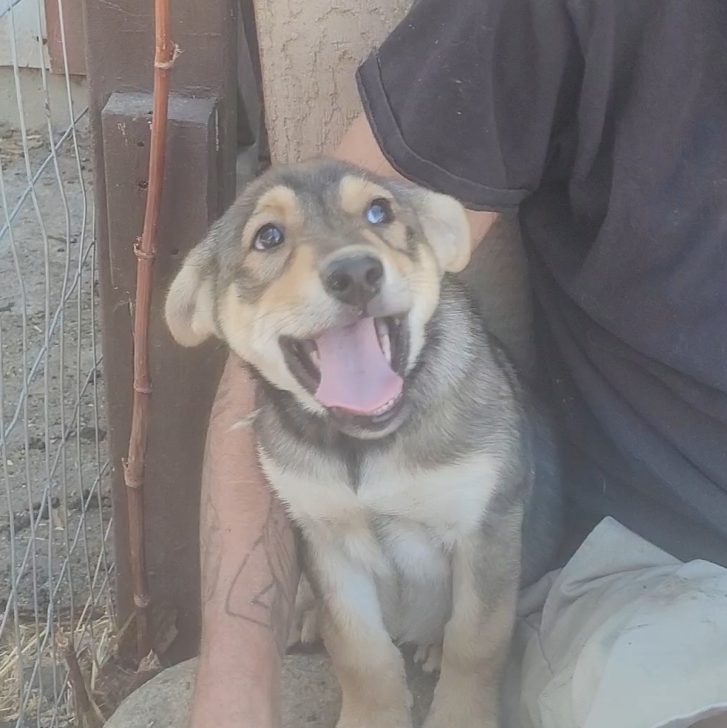 Enlarge Wiley, a Adoptable mixed breed in California Hot Springs, CA image 1/4