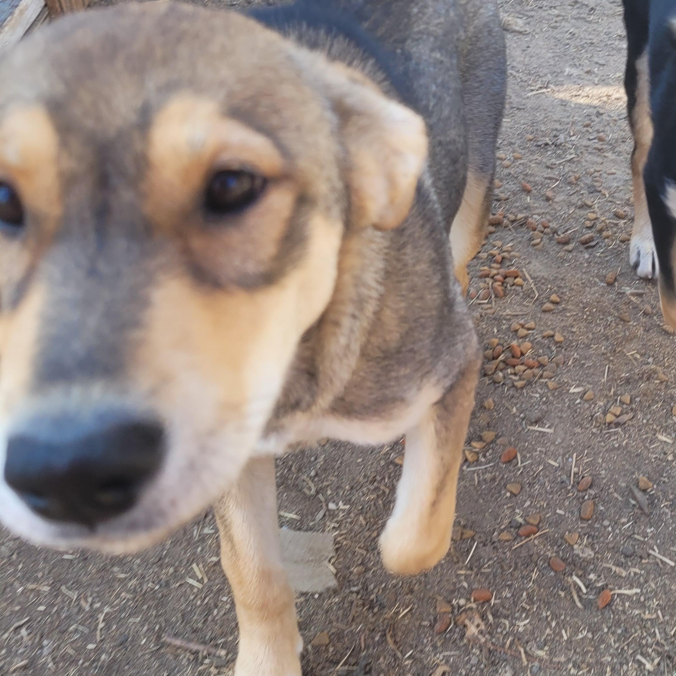 Enlarge Wiley, a Adoptable mixed breed in California Hot Springs, CA image 4/4