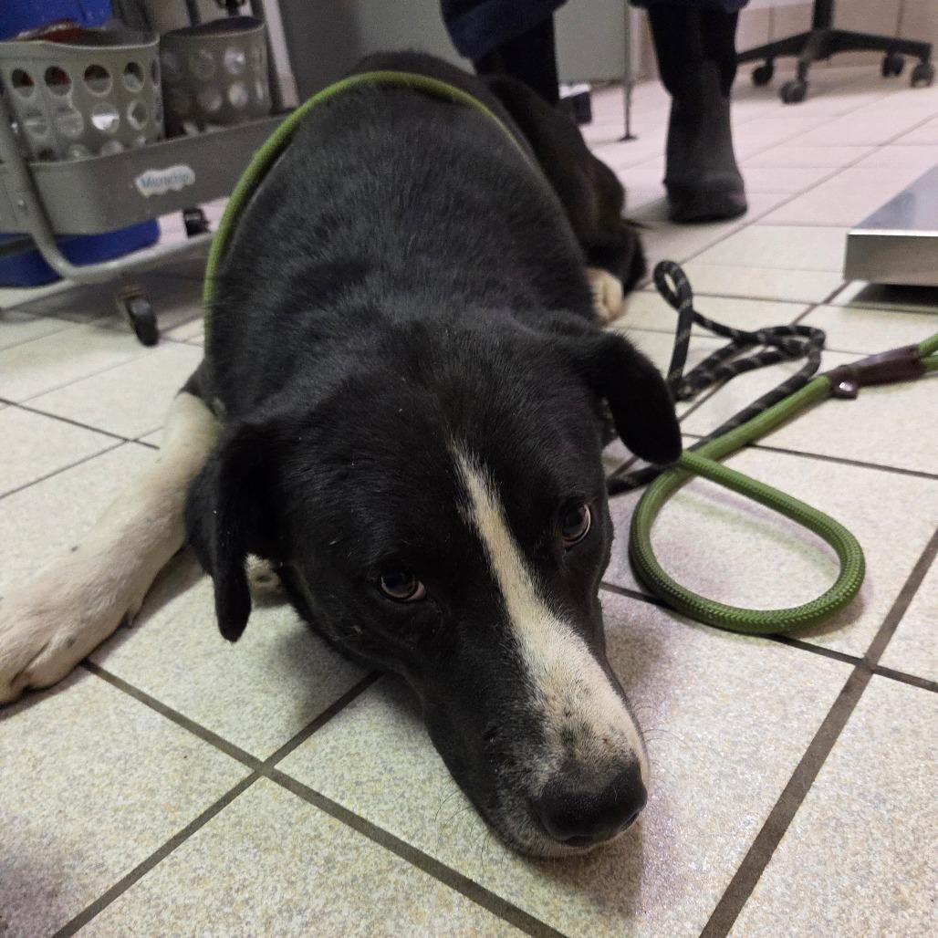 Apollo — thumbnail 2