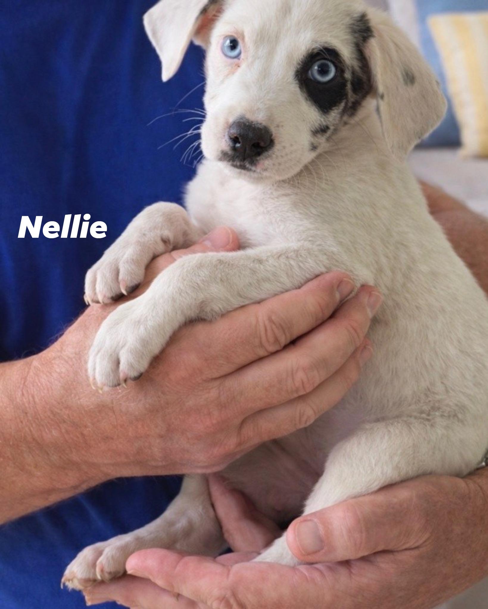Enlarge Nellie, an adopted mixed breed in Irving, TX image 1/1
