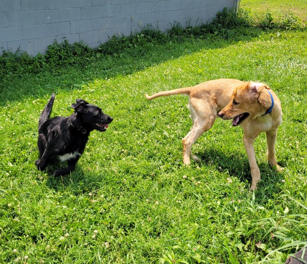 BoJack, an adopted mixed breed in Lisbon, OH image 2/5