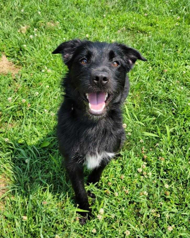 BoJack, an adopted mixed breed in Lisbon, OH image 3/5