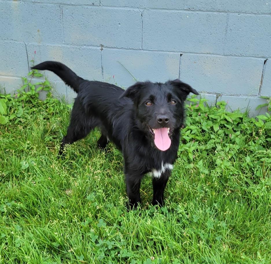 BoJack, an adopted mixed breed in Lisbon, OH image 5/5