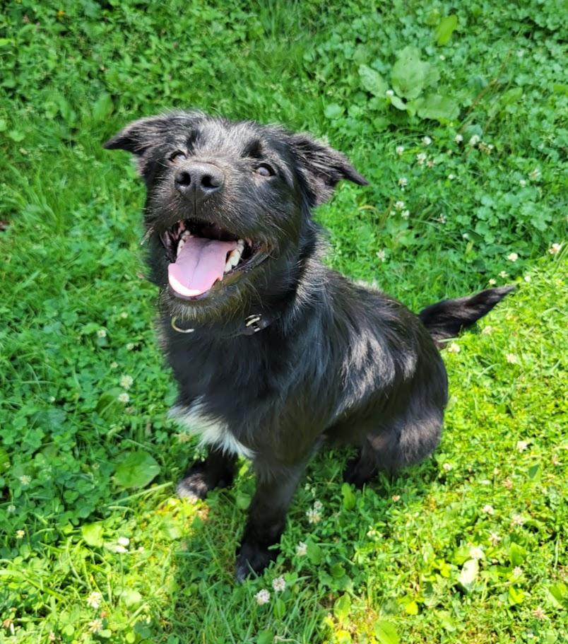 BoJack, an adopted mixed breed in Lisbon, OH image 1/5