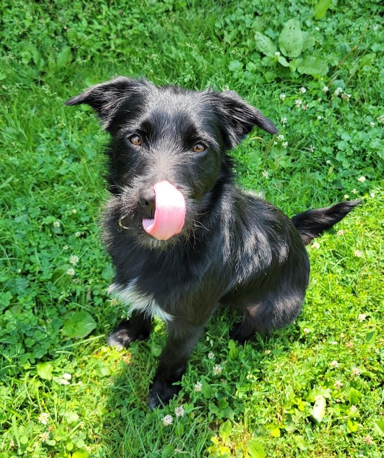 BoJack, an adopted mixed breed in Lisbon, OH image 4/5