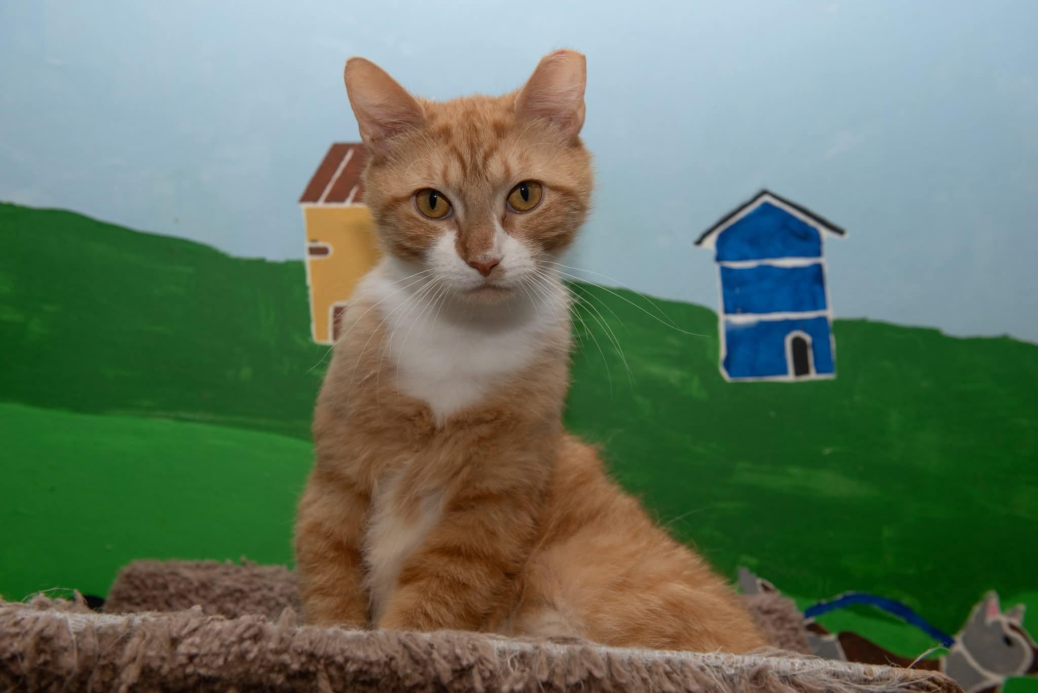 Enlarge Turkey, a Adoptable Domestic Short Hair in Temple, PA image 3/4