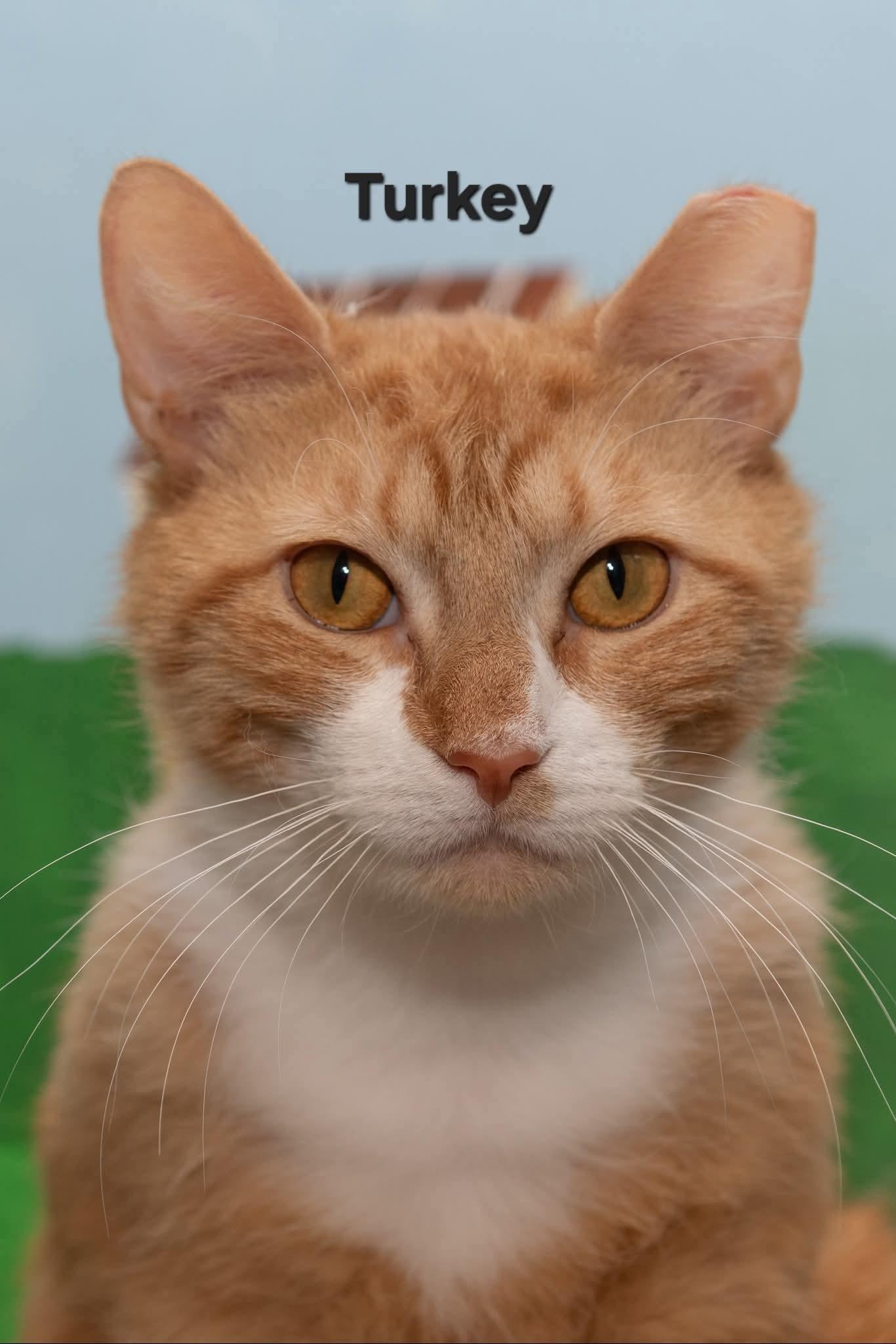 Enlarge Turkey, a Adoptable Domestic Short Hair in Temple, PA image 1/4