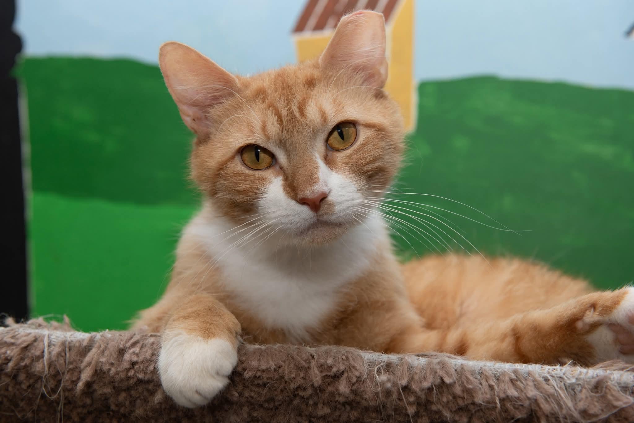 Enlarge Turkey, a Adoptable Domestic Short Hair in Temple, PA image 4/4