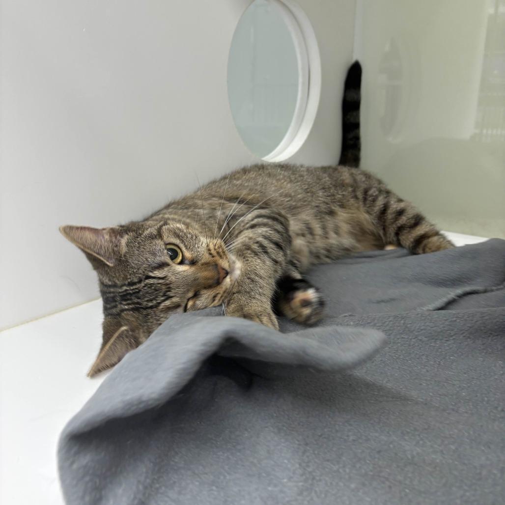 Maple, a Adoptable Domestic Short Hair in Beaumont, TX image 1/6
