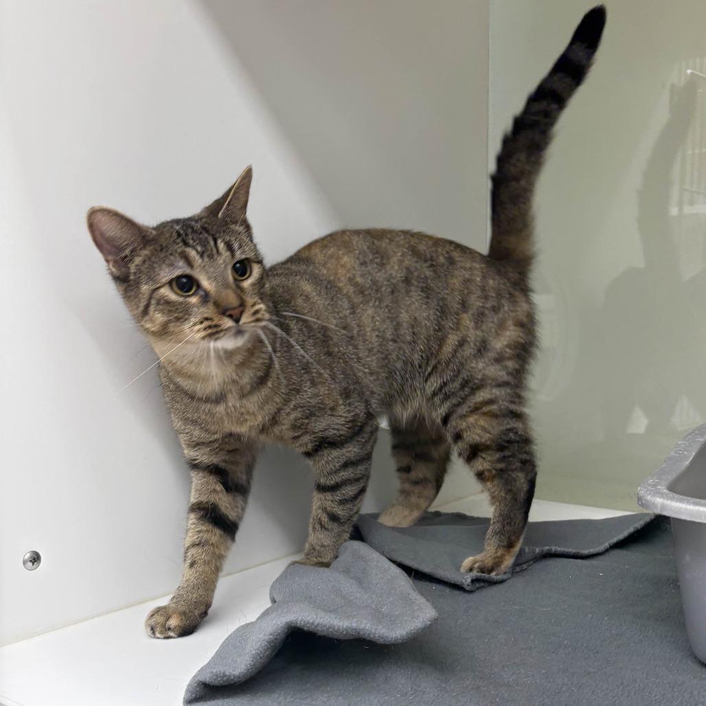 Maple, a Adoptable Domestic Short Hair in Beaumont, TX image 2/6