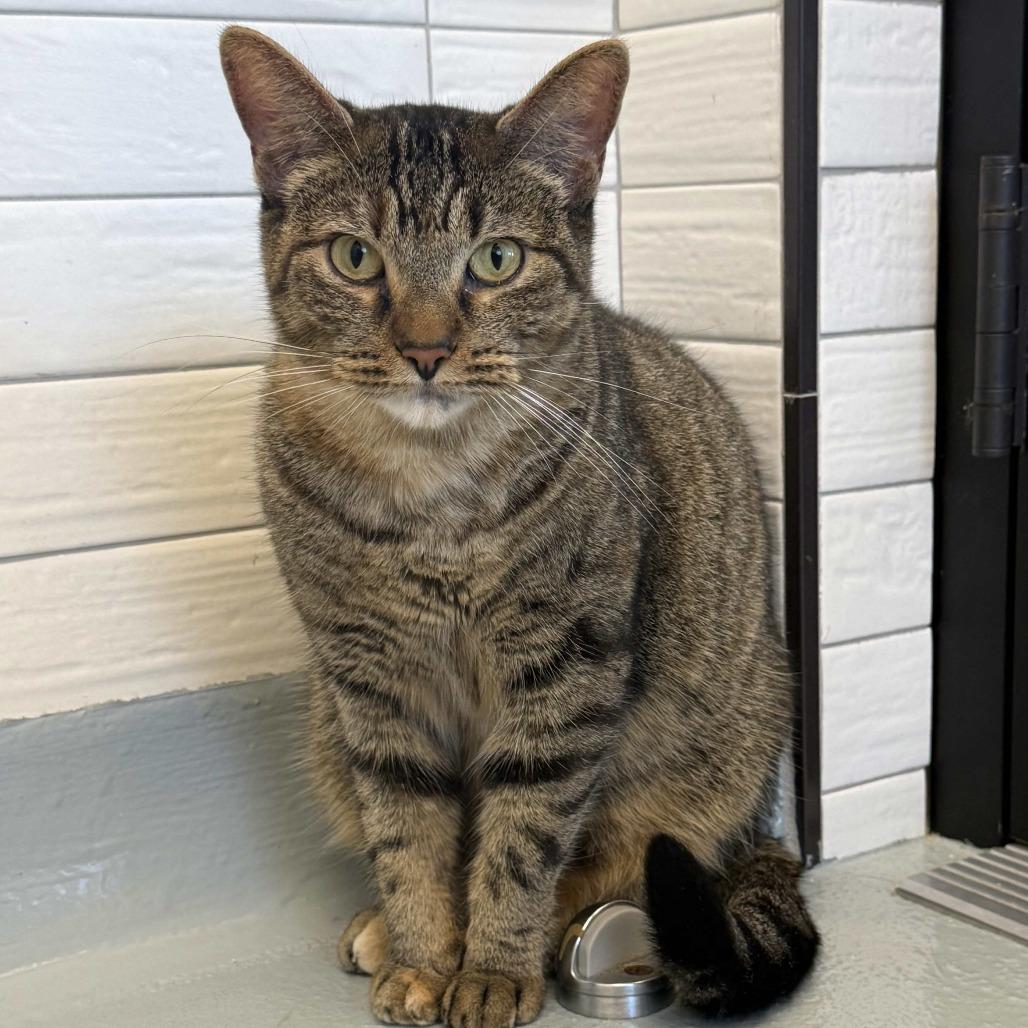 Enlarge Maple, a Adoptable Domestic Short Hair in Beaumont, TX image 3/6