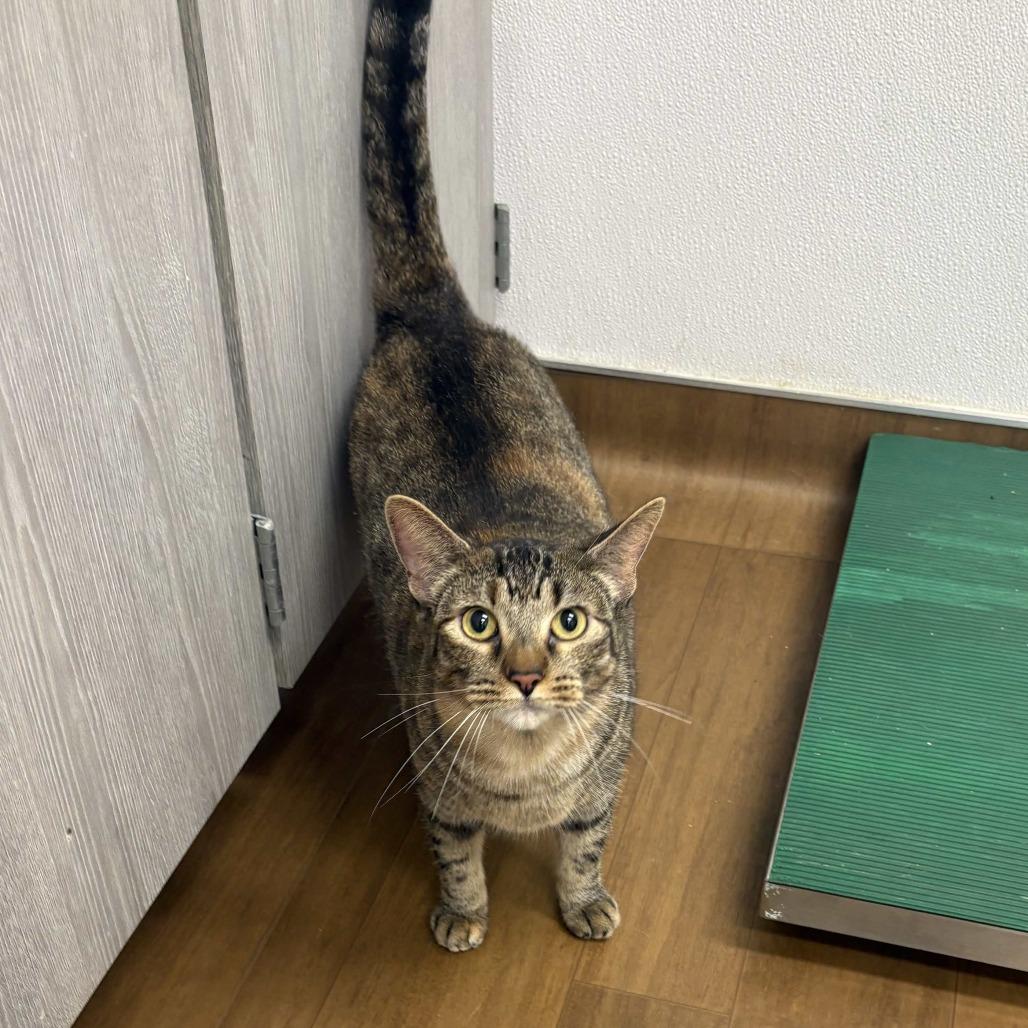 Maple, a Adoptable Domestic Short Hair in Beaumont, TX image 3/6