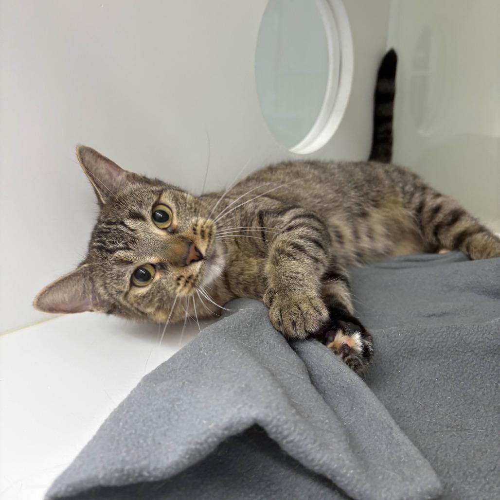 Maple, a Adoptable Domestic Short Hair in Beaumont, TX image 4/6
