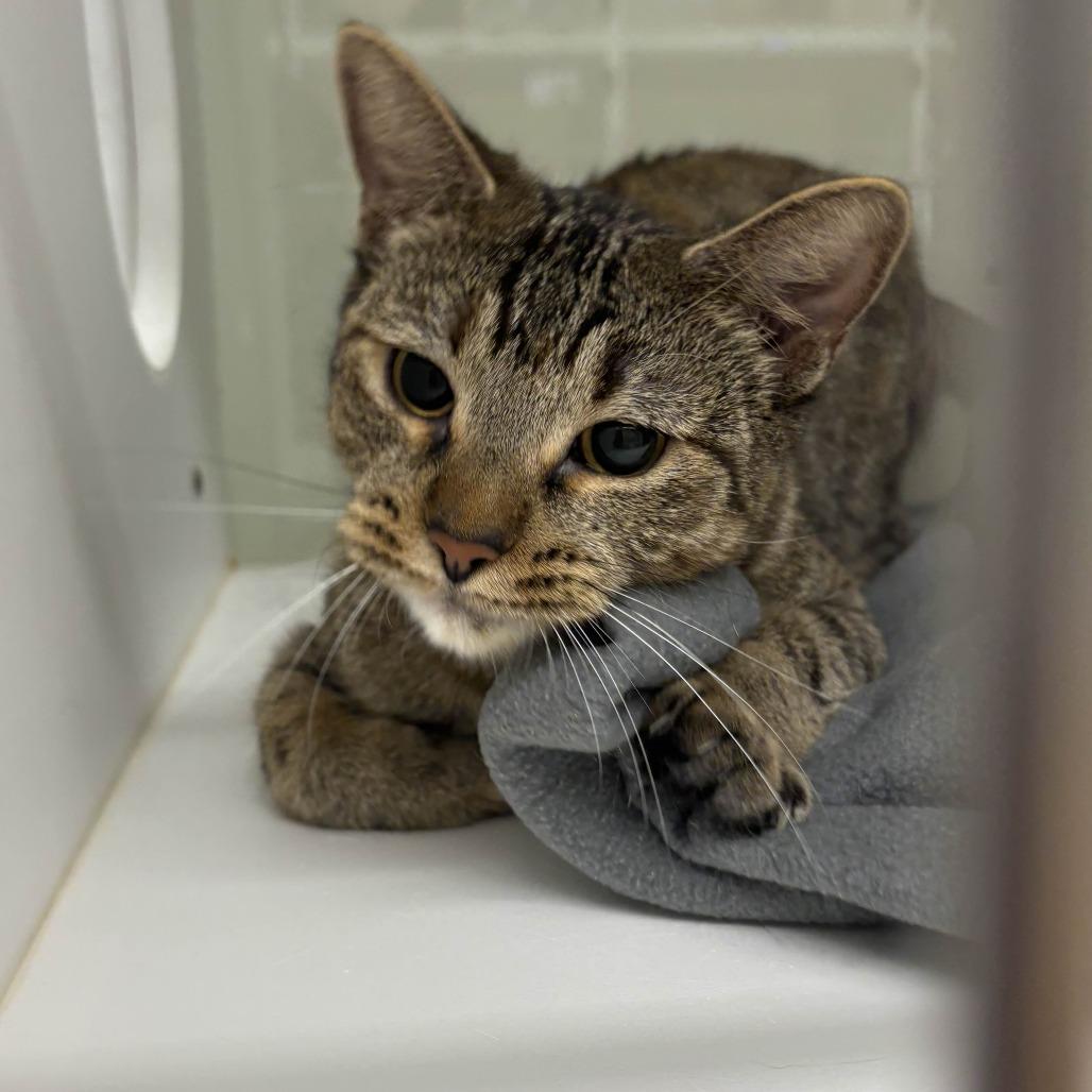 Maple, a Adoptable Domestic Short Hair in Beaumont, TX image 5/6