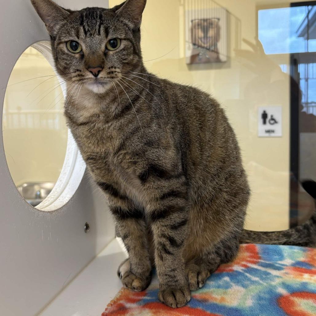 Maple, a Adoptable Domestic Short Hair in Beaumont, TX image 6/6
