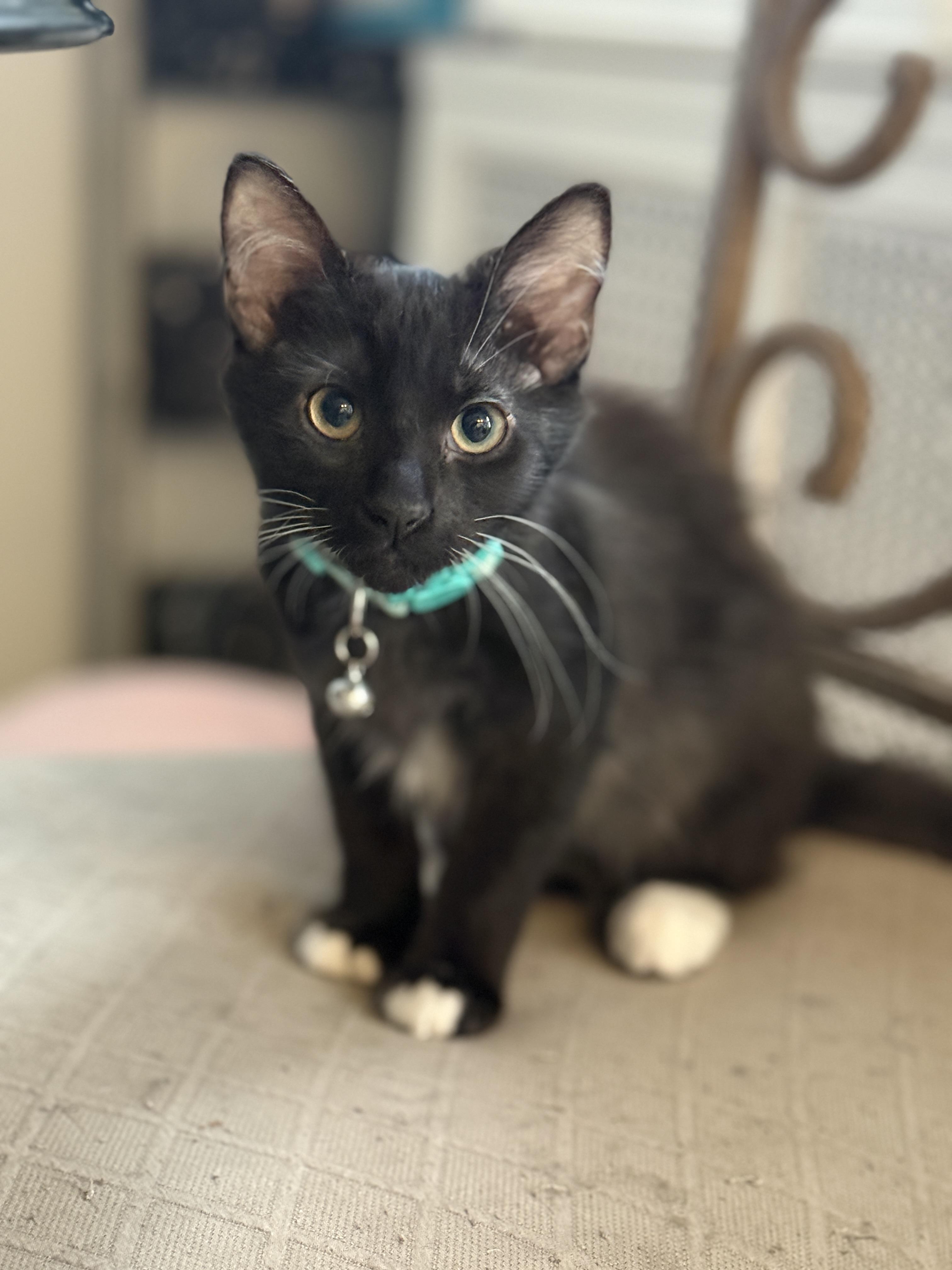 Enlarge Rocket, a Adopted Domestic Long Hair in Philadelphia, PA image 2/5