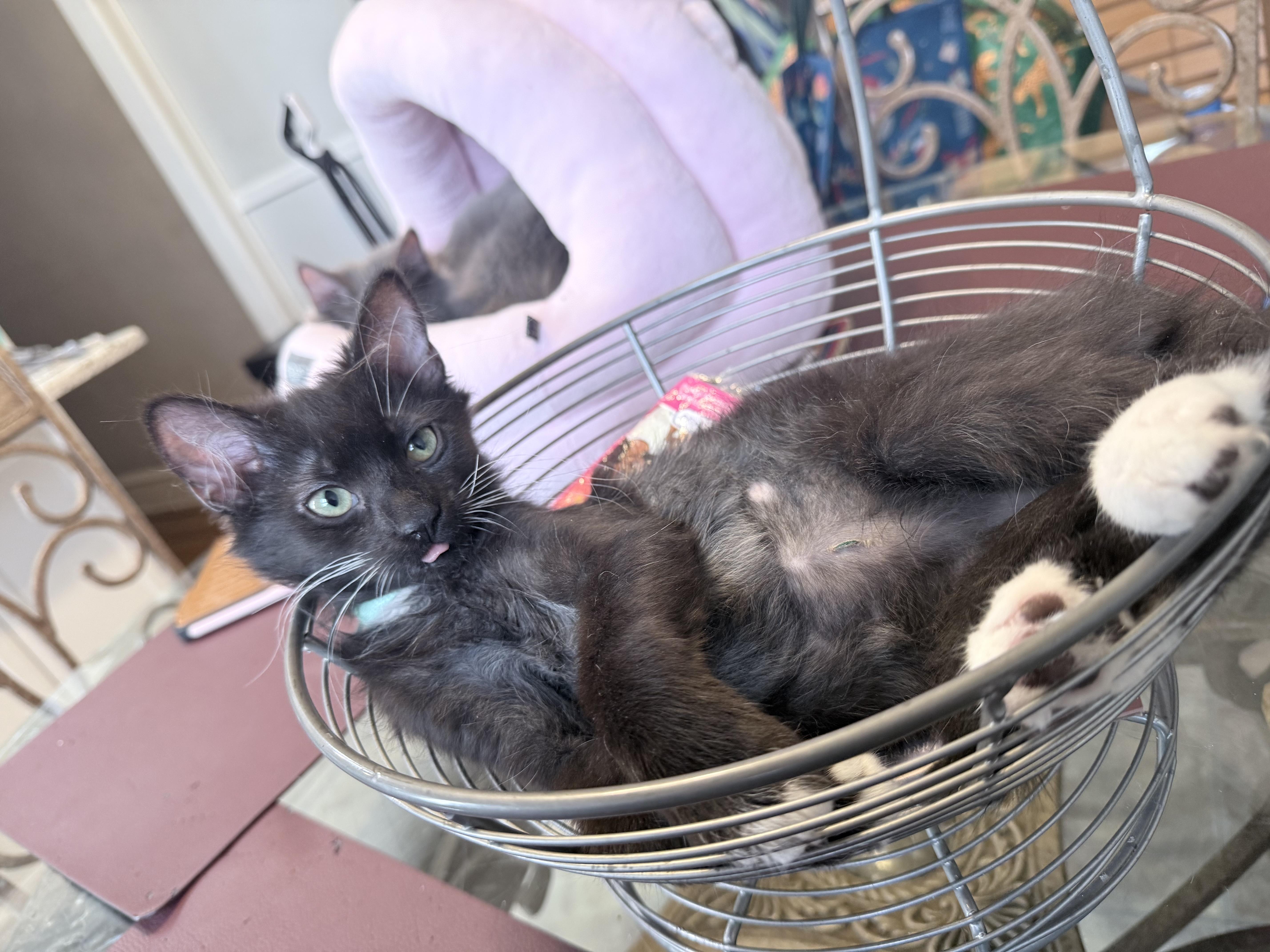 Enlarge Rocket, a Adopted Domestic Long Hair in Philadelphia, PA image 4/5