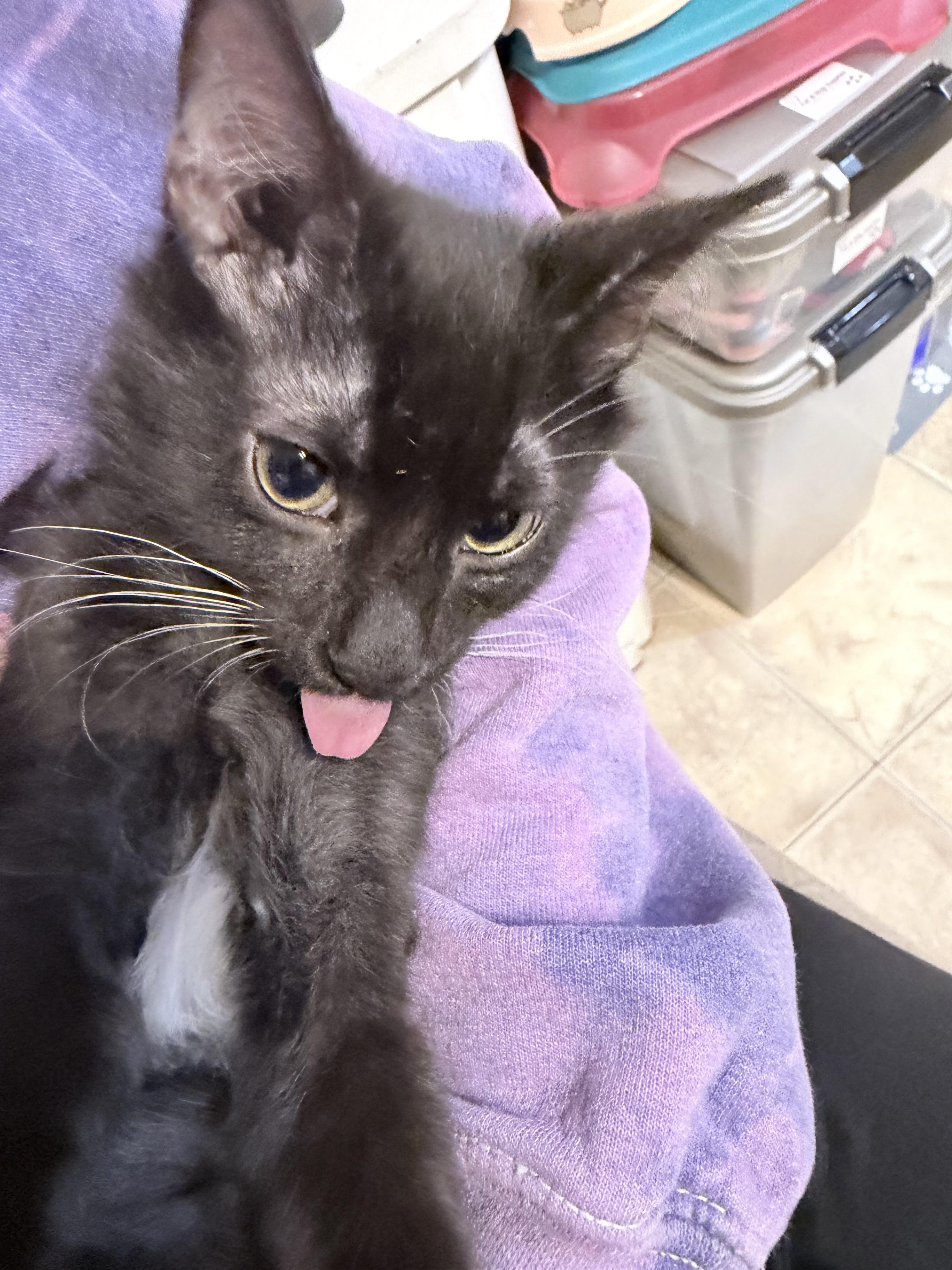 Enlarge Rocket, a Adopted Domestic Long Hair in Philadelphia, PA image 5/5