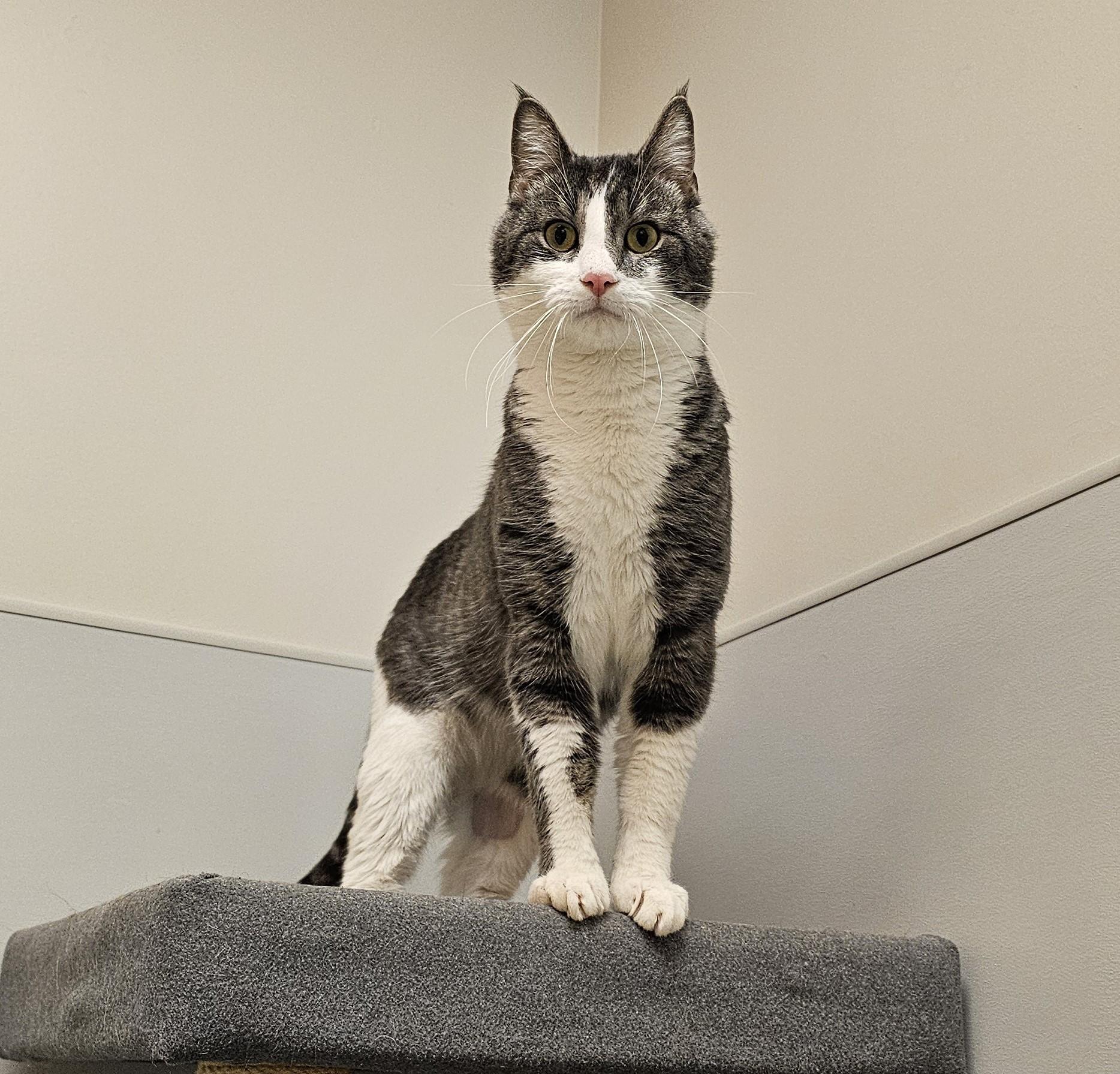 Cracker, a ADOPTABLE Domestic Short Hair in Cedar Rapids, IA image 6/6