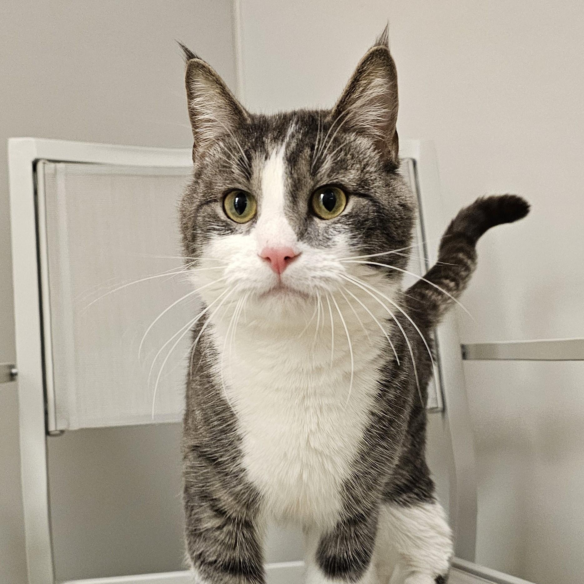 Cracker, a ADOPTABLE Domestic Short Hair in Cedar Rapids, IA image 1/6