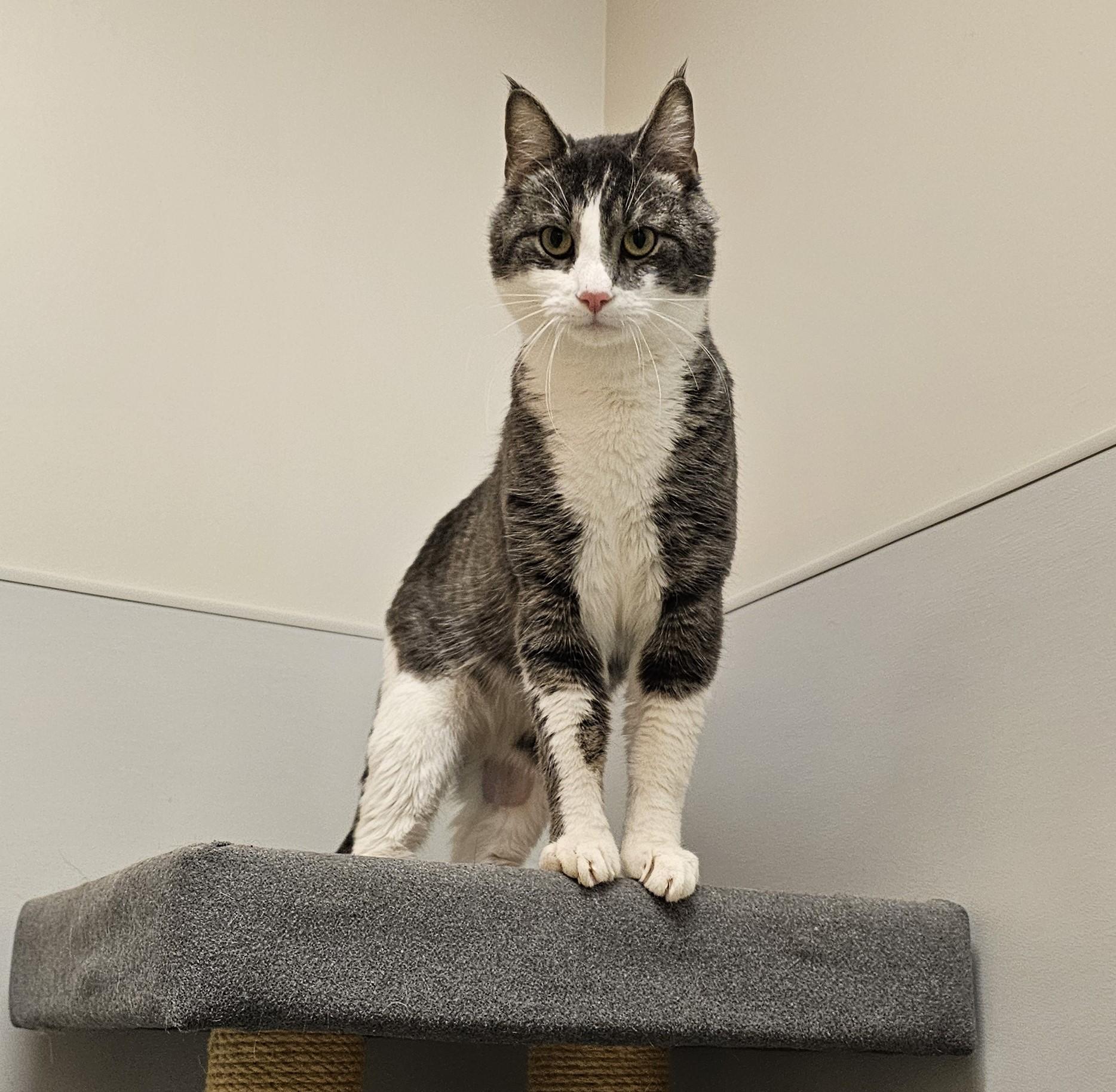Cracker, a ADOPTABLE Domestic Short Hair in Cedar Rapids, IA image 5/6