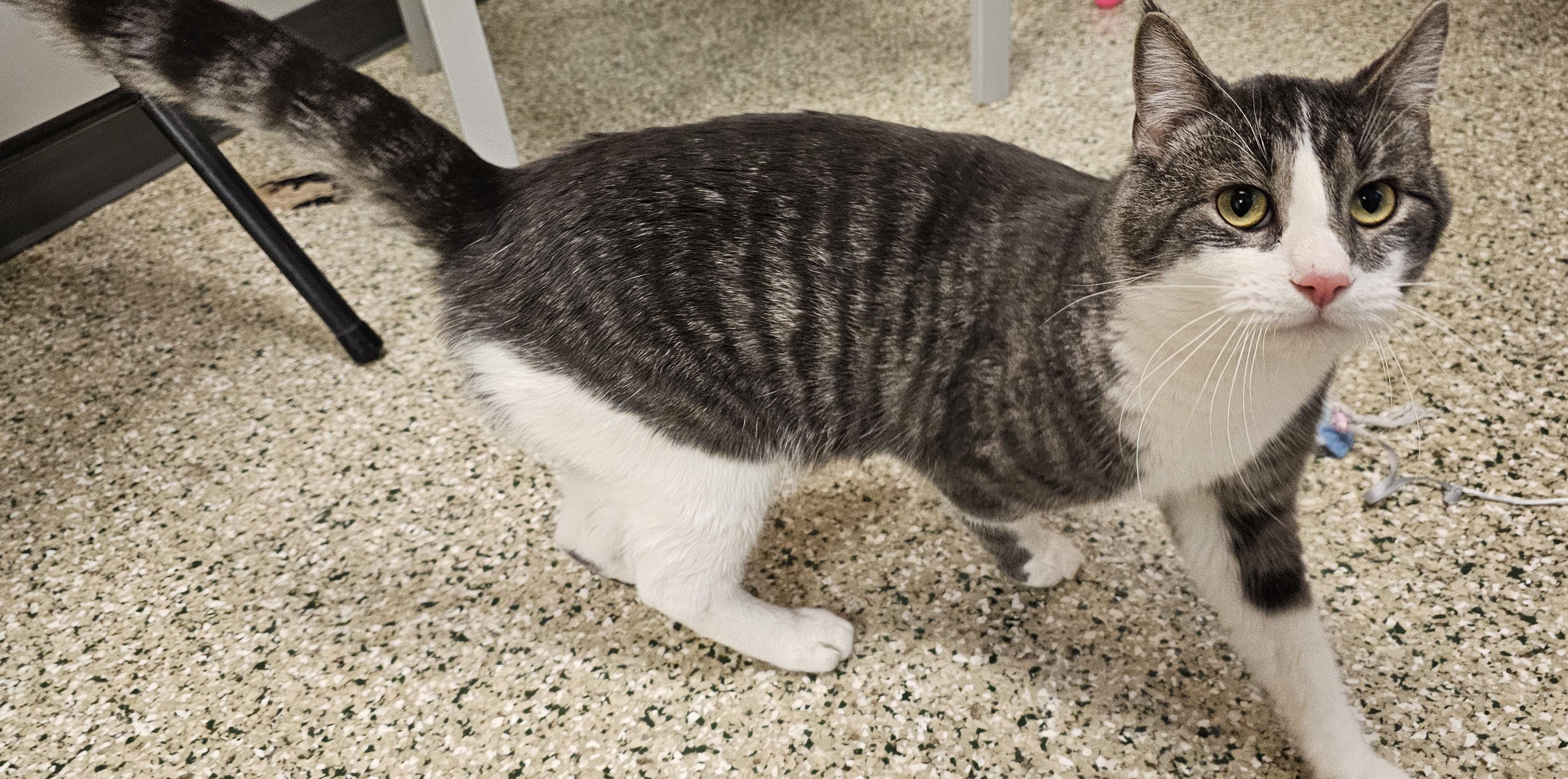Cracker, a ADOPTABLE Domestic Short Hair in Cedar Rapids, IA image 2/6