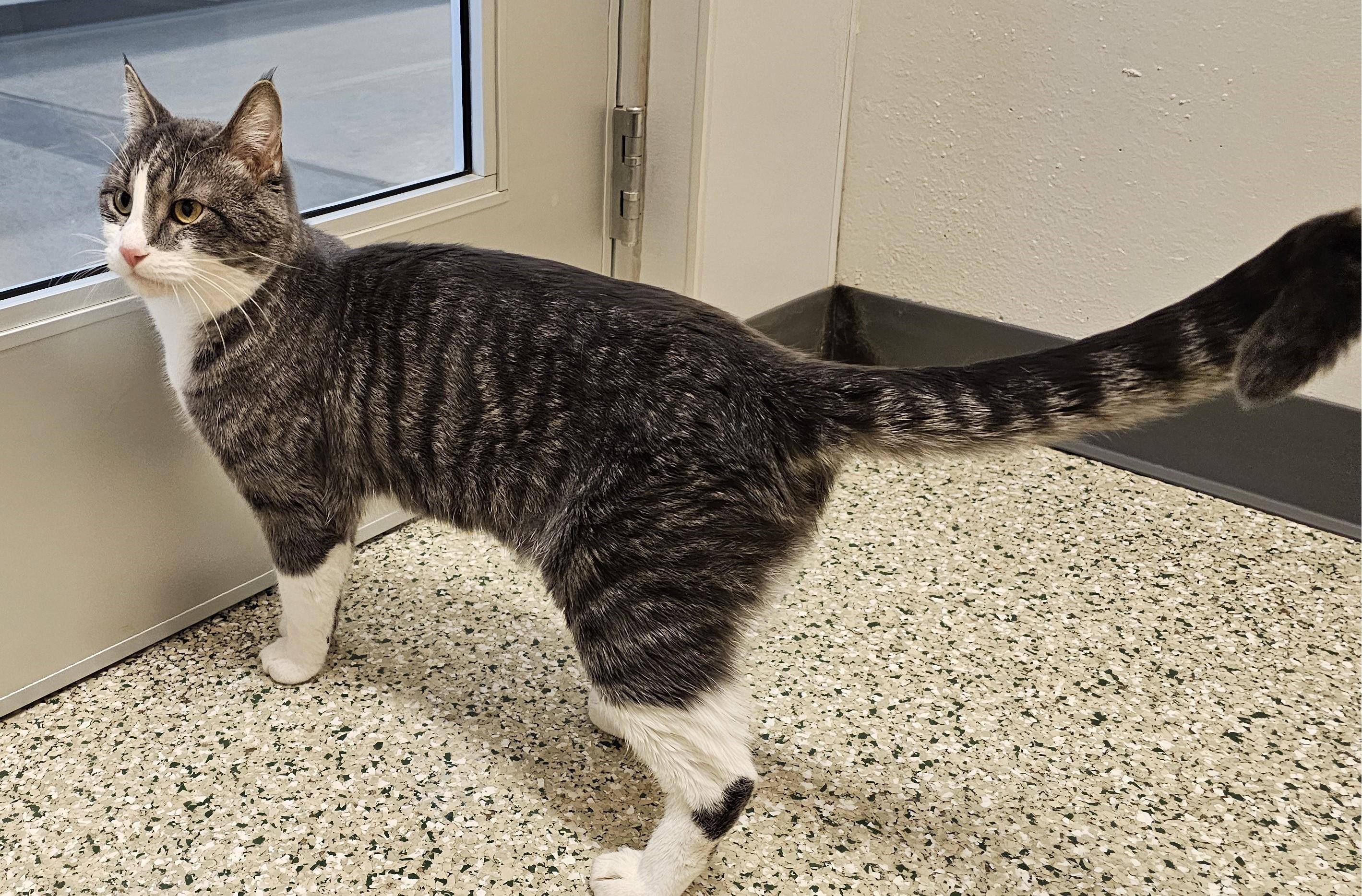 Cracker, a ADOPTABLE Domestic Short Hair in Cedar Rapids, IA image 4/6