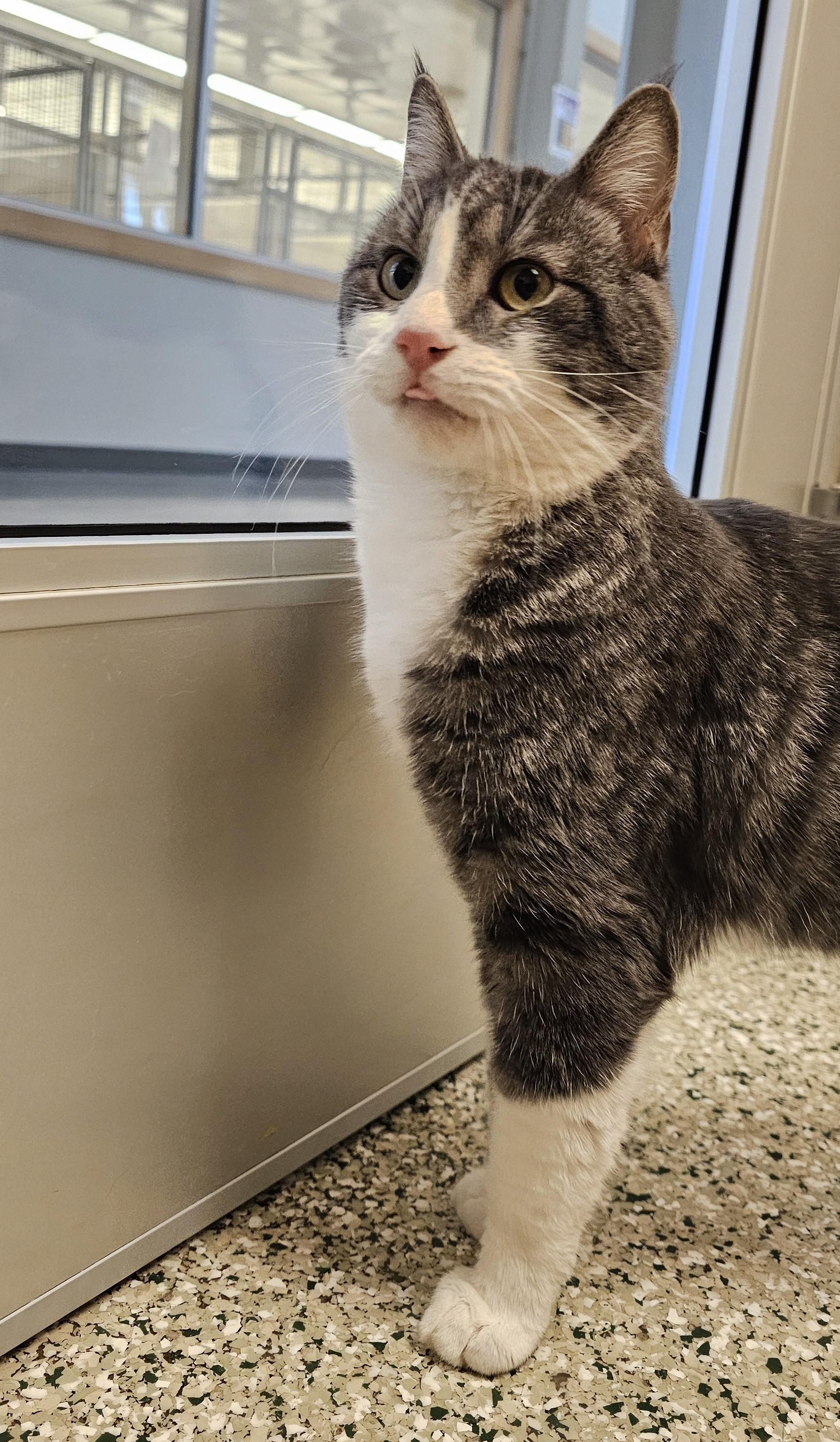 Cracker, a ADOPTABLE Domestic Short Hair in Cedar Rapids, IA image 3/6