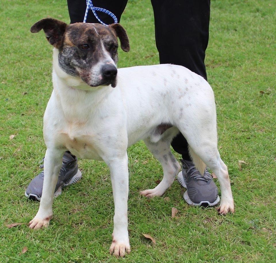 Enlarge Roo (Senior), a Adoptable mixed breed in Troy, AL image 1/2