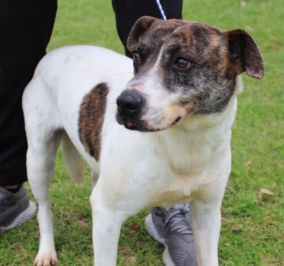 Enlarge Roo (Senior), a Adoptable mixed breed in Troy, AL image 2/2