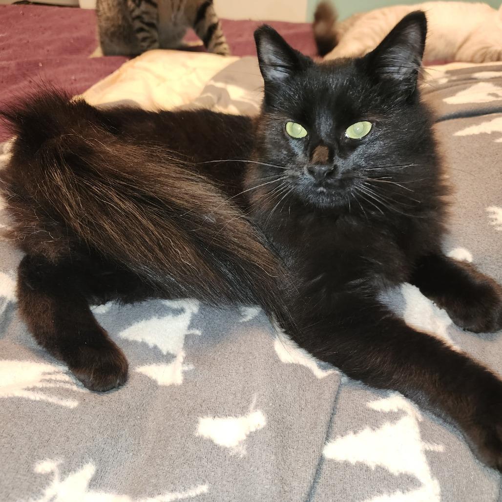 Ghost, Adoptable, Young Male Domestic Medium Hair.