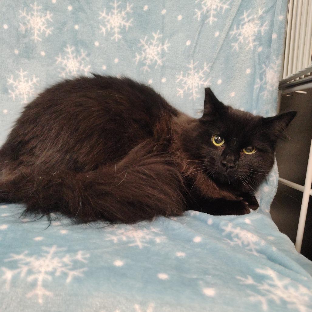 Ghost, a Adoptable Domestic Medium Hair in Coos Bay, OR image 3/4