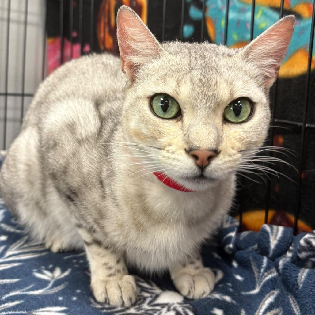 Lollipop, Adoptable, Adult Female Bengal.