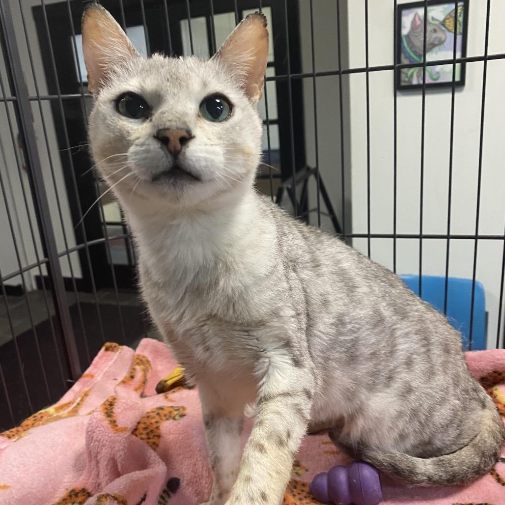 Enlarge Lollipop, a Adoptable mixed breed in Hamburg, NY image 2/2