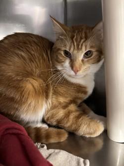 Enlarge Steven, a Adoptable mixed breed in Scotia, NY image 1/3