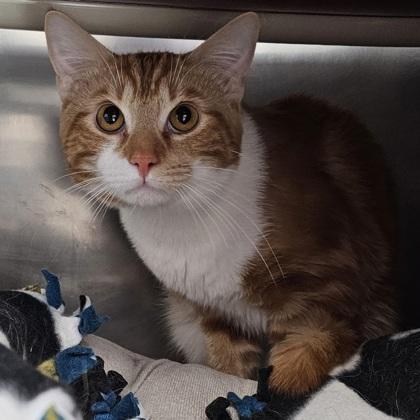 Enlarge Steven, a Adoptable mixed breed in Scotia, NY image 2/3