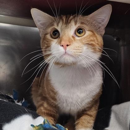 Enlarge Steven, a Adoptable mixed breed in Scotia, NY image 3/3