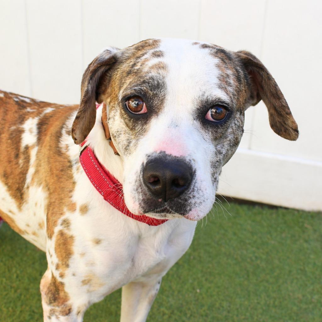 Enlarge Thelma, a Adoptable mixed breed in Saint Petersburg, FL image 1/1