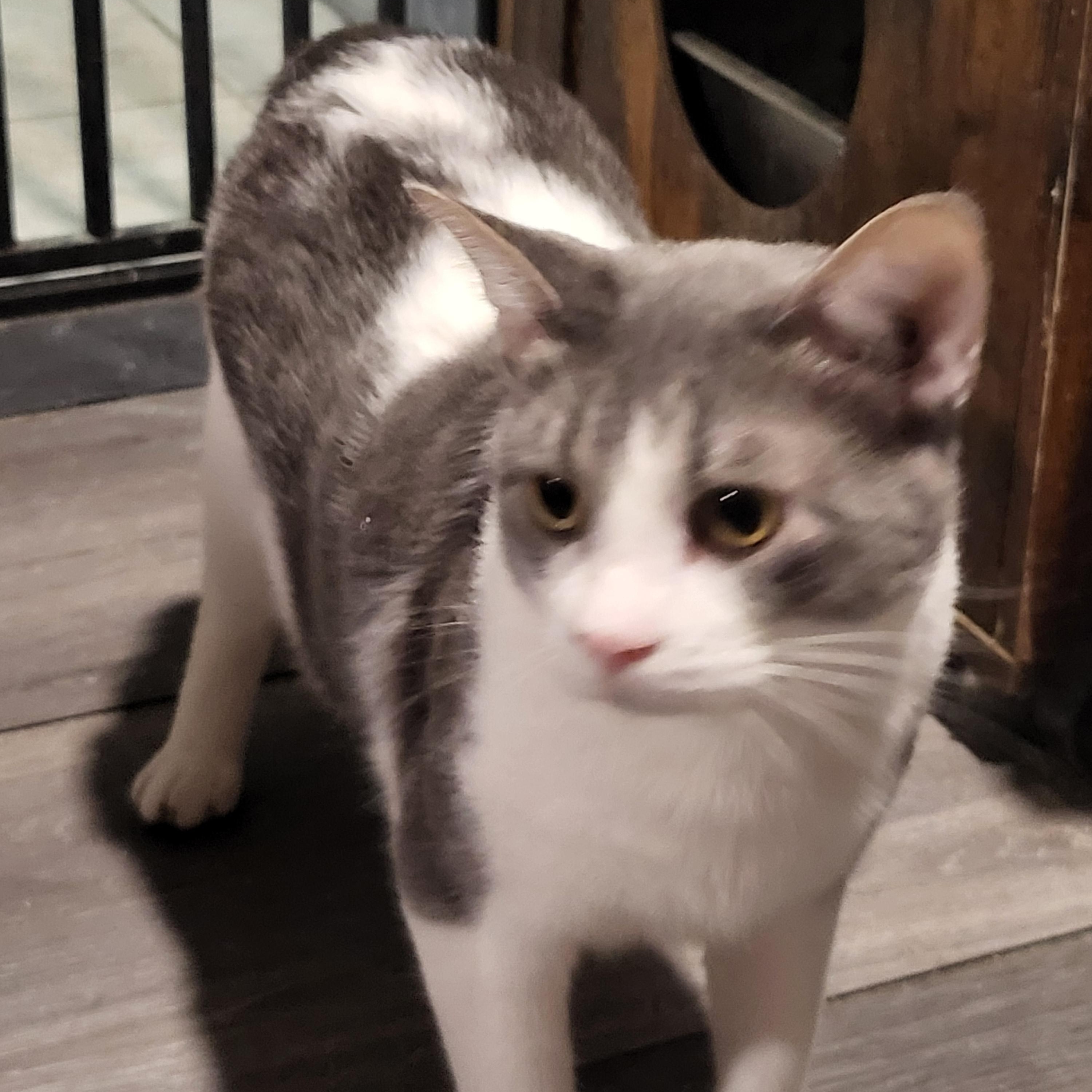 Enlarge Tom, a Adoptable Domestic Short Hair in Chicago, IL image 2/4