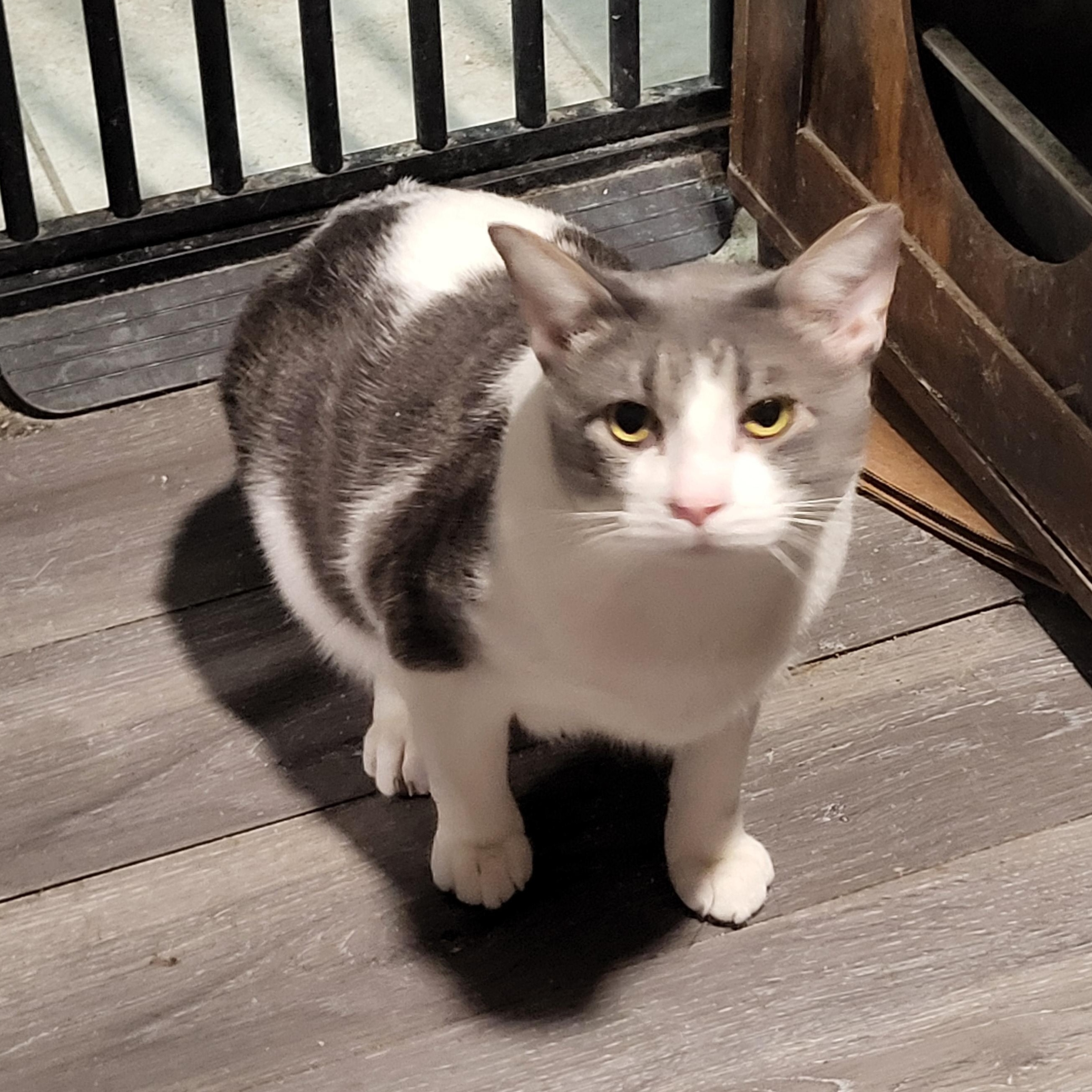 Tom, Adoptable, Young Male Domestic Short Hair.