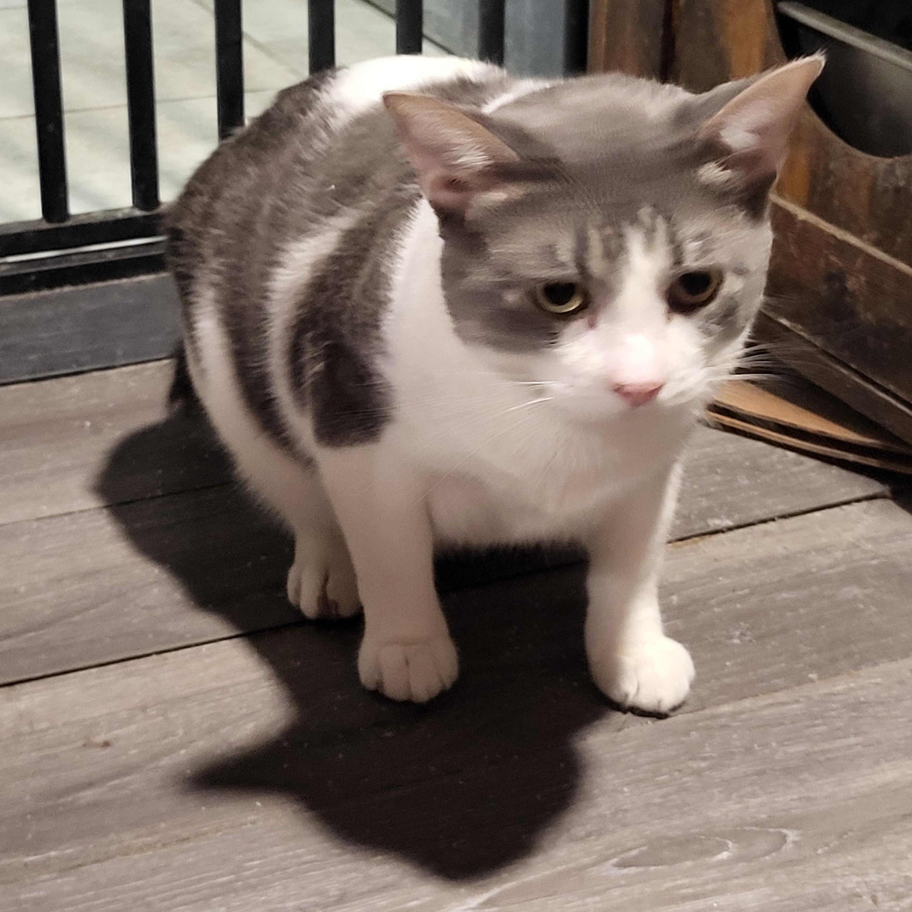 Enlarge Tom, a Adoptable Domestic Short Hair in Chicago, IL image 3/4