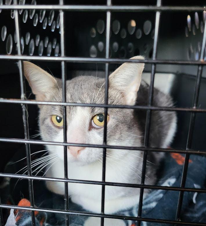 Enlarge Tom, a Adoptable Domestic Short Hair in Chicago, IL image 4/4