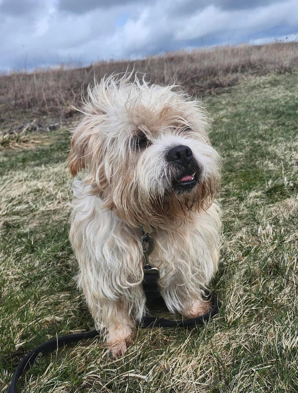 Enlarge Josh, an adopted mixed breed in Batavia, NY image 1/1