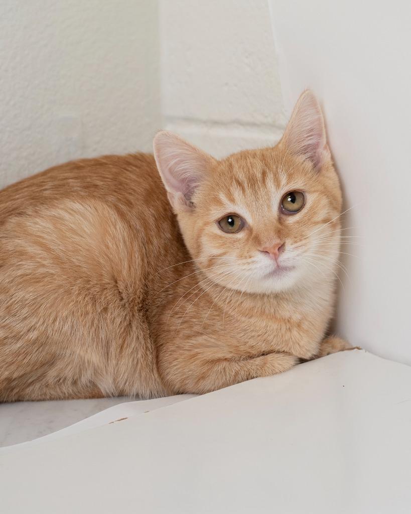 Strawberry, Adoptable, Kitten Female Domestic Short Hair.