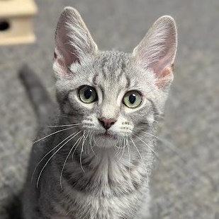 Asbestos better known as "S.B.", adopted, Kitten Male Tabby & Domestic Short Hair.