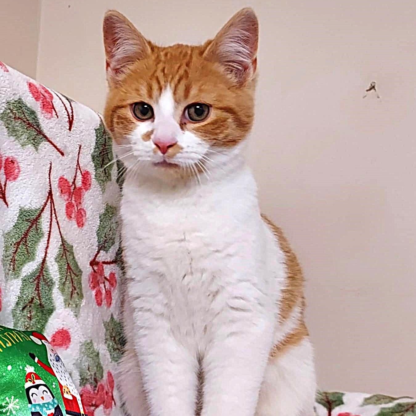 Lucky, a ADOPTABLE Domestic Short Hair image 1/6